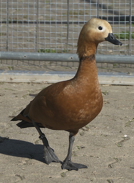 出其
