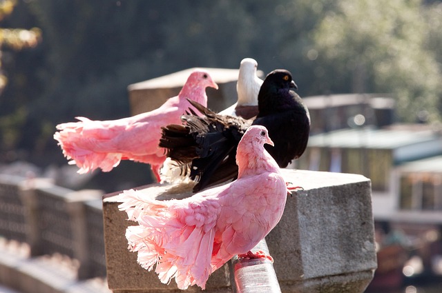 球隊的轉會 球隊的轉會