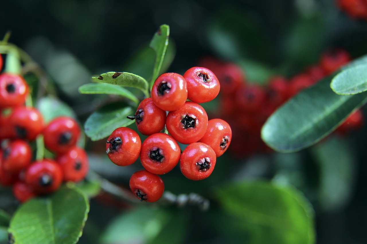 酒转向了绿 酒转向了绿