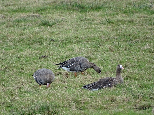 灰熊队侧翼杰克逊曾误将主教练詹金斯被解雇视为 NBA 虚假新闻.